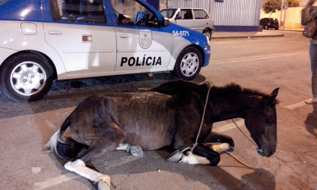 
Cavalo é abandonado na Cidade Nova
Foto: Bruno Amorim / O Globo