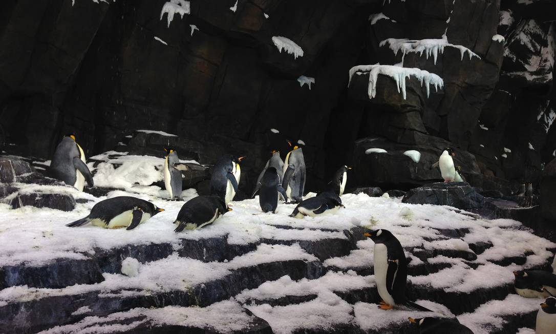 
Pinguins na nova atração do SeaWorld de Orlando
Foto: O Globo / Fernanda Dutra