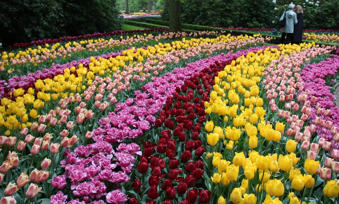 Maior parque de flores do mundo, na Holanda, recriará com tulipas os