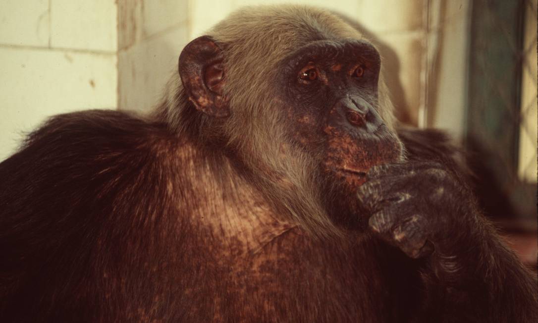 
Zoo do Rio ganhou fama nos anos 80 e 90 com o divertido Macaco Tião
Foto: Cezar Loureiro/25.04.2002 / O Globo