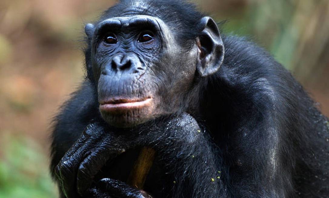 
Chimpanzé faz pose: uso do primata como cobaia será restrito nos EUA
Foto: Agência O Globo