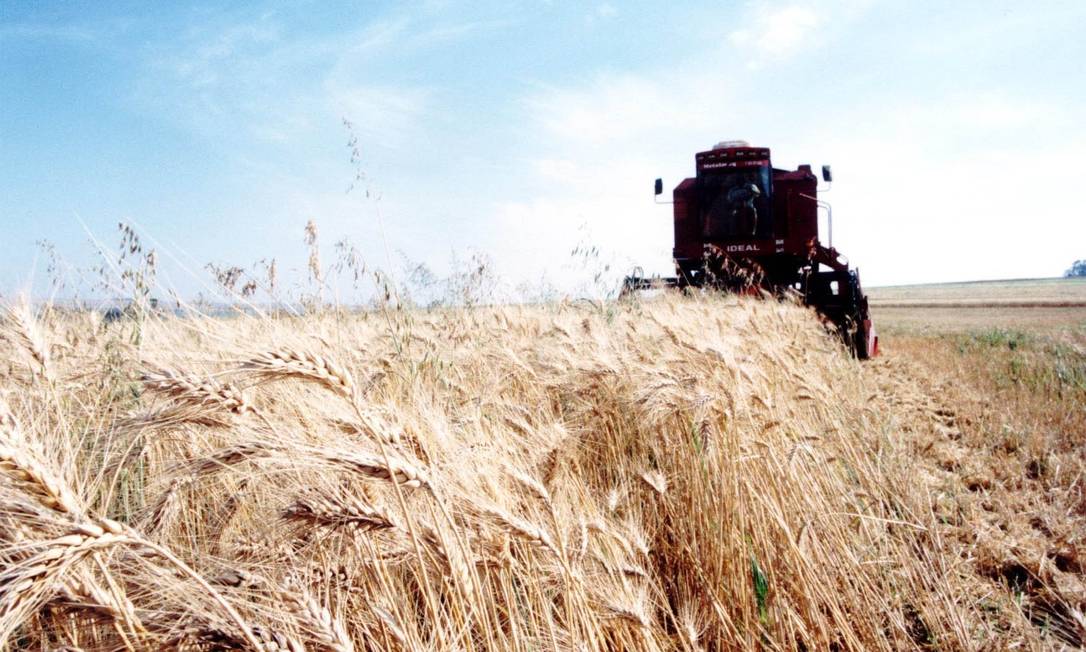 Pior colheita na Argentina em 111 anos dispara preços do trigo. No Brasil, chuvas causaram transtornos à produção no Paraná e Rio Grande do Sul Foto: O Globo