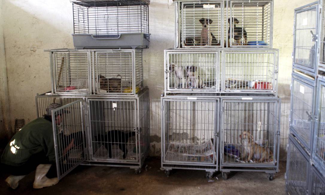 Animais doentes da Fazenda Modelo numa das salas de isolamento Foto: Gustavo Stephan / O Globo