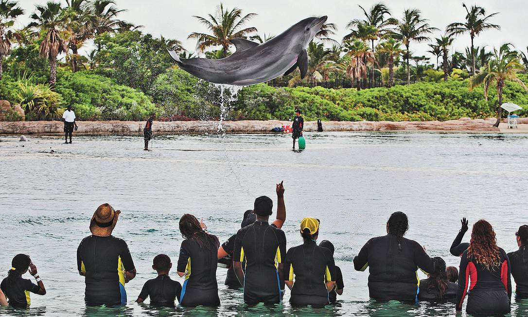 
Show de golfinhos no The Dolphins Cay, no Atlantis Resort, em Paradise Island, nas Bahamas
Foto: André Coelho / O Globo