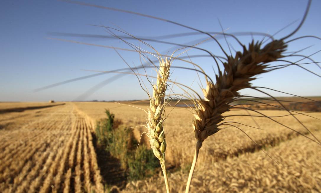 
Com as colheitas afetadas por geadas na Região Sul, país poderá importar grãos
Foto: Agência O Globo