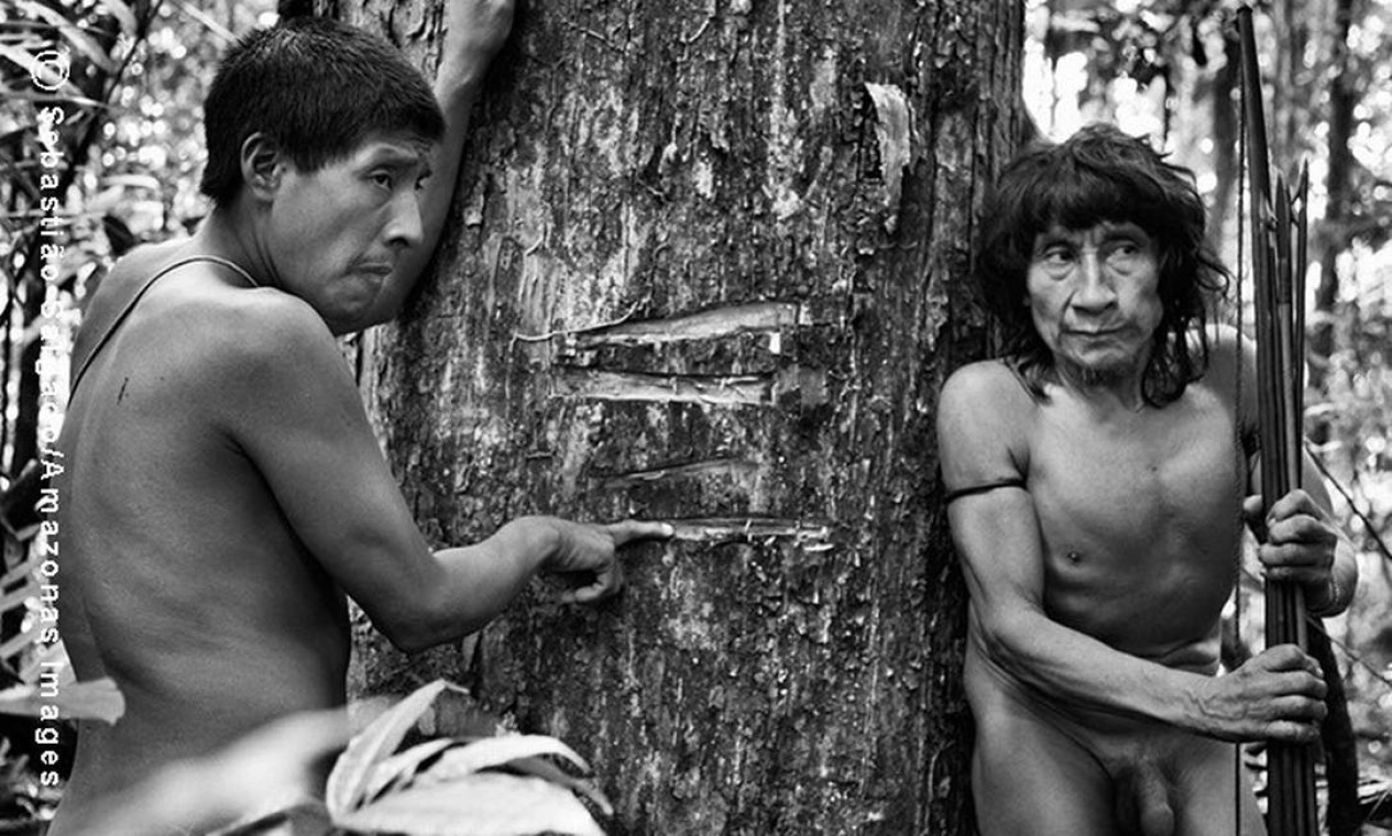 O índio Piraima´a (à esquerda) mostra ao lado de seu pai Pirama´a as marcas feitas pelos madeireiros em um ipê, árvore sagrada para os Awá e altamente valiosa no mercado ilegal