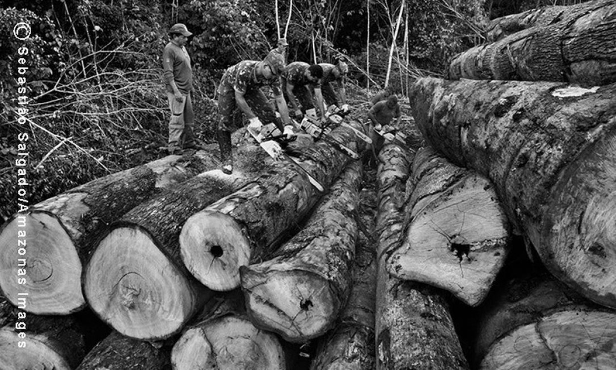 Soldados do Exército brasileiro cortam em pequenos troncos as toras de árvores derrubadas ilegalmente pelos madeireiros, na tentativa de inutilizá-las Foto: c