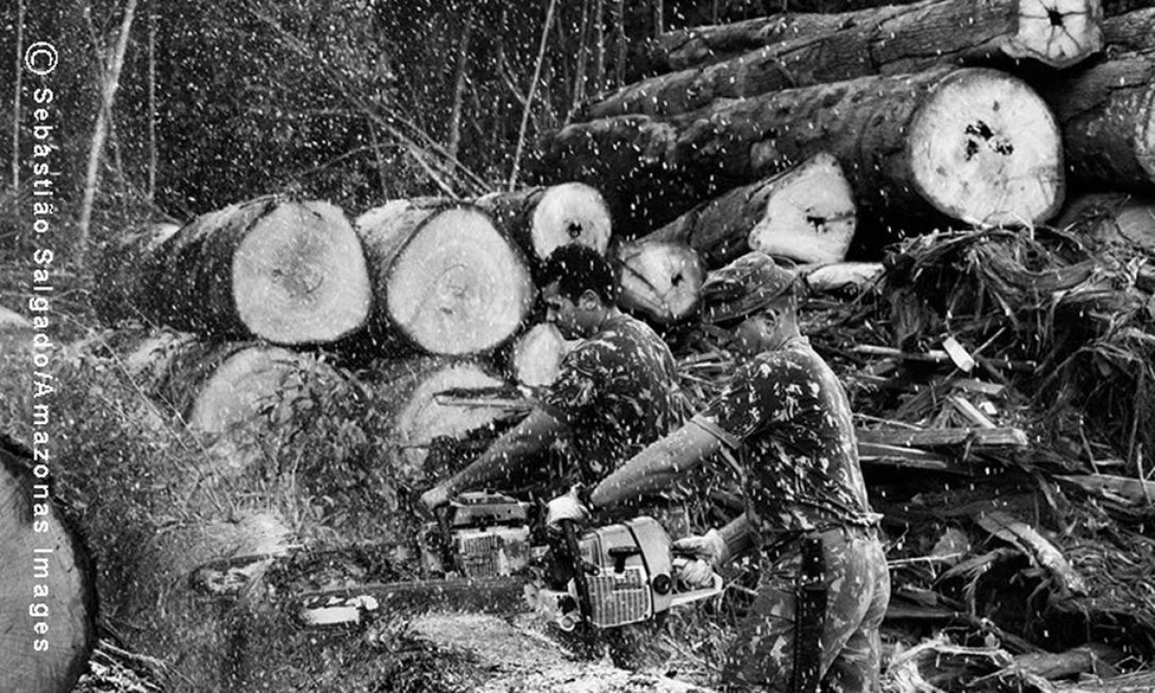 Após a derrubada ilegal das árvores, os madeireiros as camuflam na própria floresta, onde as tratam para já levá-las à serraria Foto: Sebastião Salgado