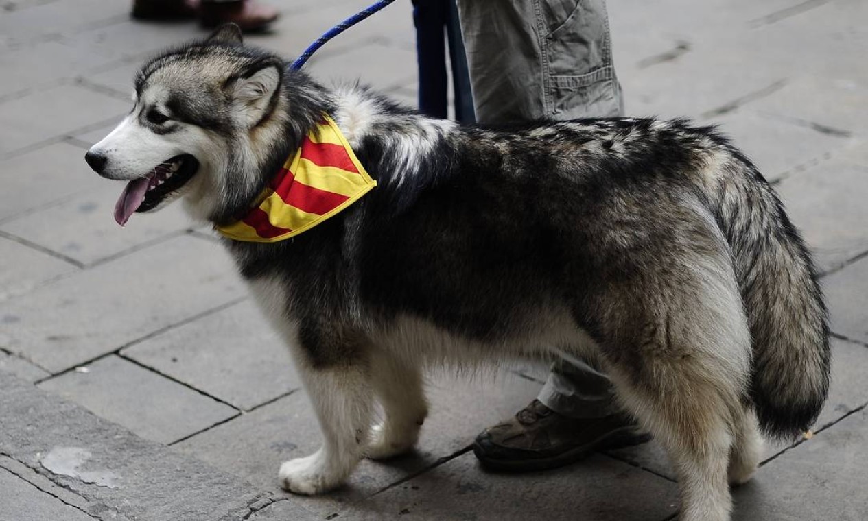 Outro cãozinho também compareceu à manifestação com seu dono Foto: JOSEP LAGO / AFP