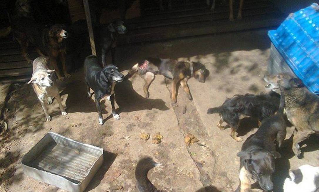 
Cães vivem em condições precárias no Canil Bela Vista
Foto: Claudia Watkins
