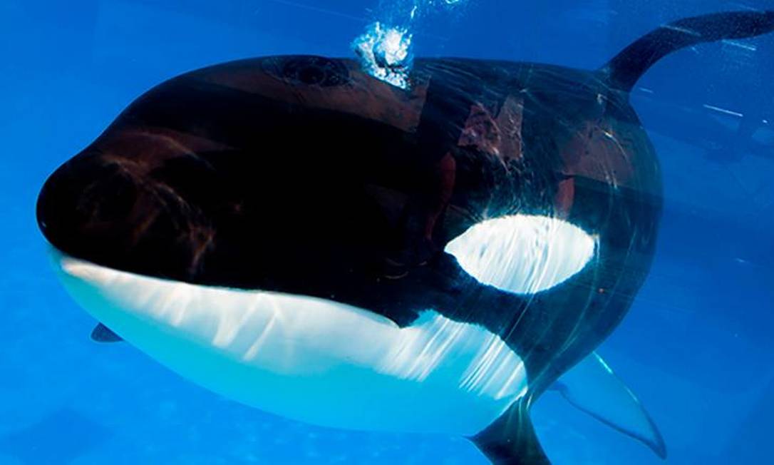 Seaworld Kayla Morre aos 30 anos Kayla, uma das mais antigas orcas do SeaWorld, nos ...