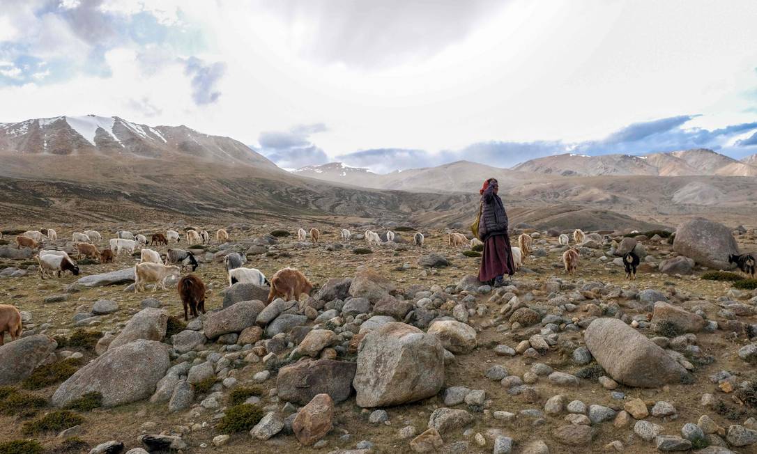 Pastor nômade em Ladakh, região montanhosa da Índia: disputa com China pela área se tornou frequente. Foto: NOEMI CASSANELLI / AFP