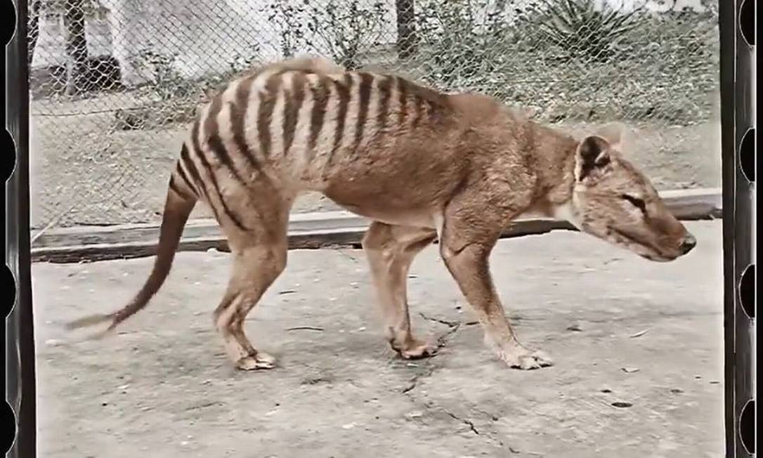 Restauração de vídeo do último tigre da Tasmânia foi divulgada em homenagem ao Dia Nacional das Espécies Ameaçadas na Austrália. Foto: NFSA