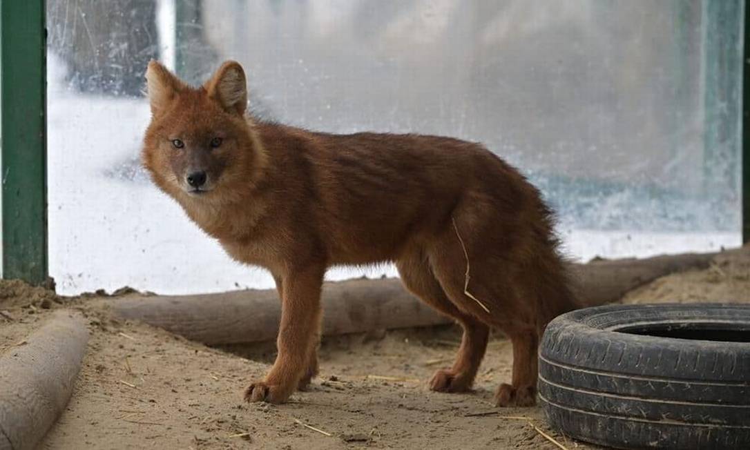 Dois lobos vermelhos fugiram do zoológico Feldman Ecopark, em Kharkiv, após um bombardeio quebrar o vidro de proteção Foto: Reprodução/Facebook