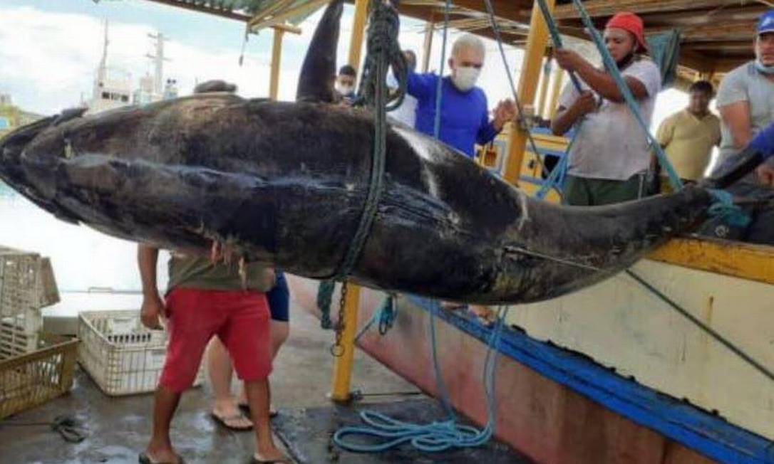 Atum azul de 400 kg foi pescado no Rio Grande do Norte Foto: Reprodução/ Redes Sociais