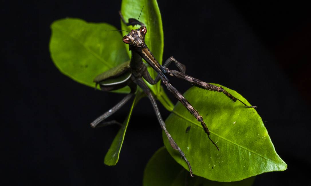Louva-a-deus fêmea, de espécie inédita. Foto: Divulgação/Projeto Mantis