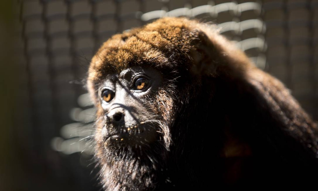 O macaco bugio foi a segunda espécie reintroduzida pelo Refauna no Parque da Tijuca Foto: Márcia Foletto / Agência O Globo
