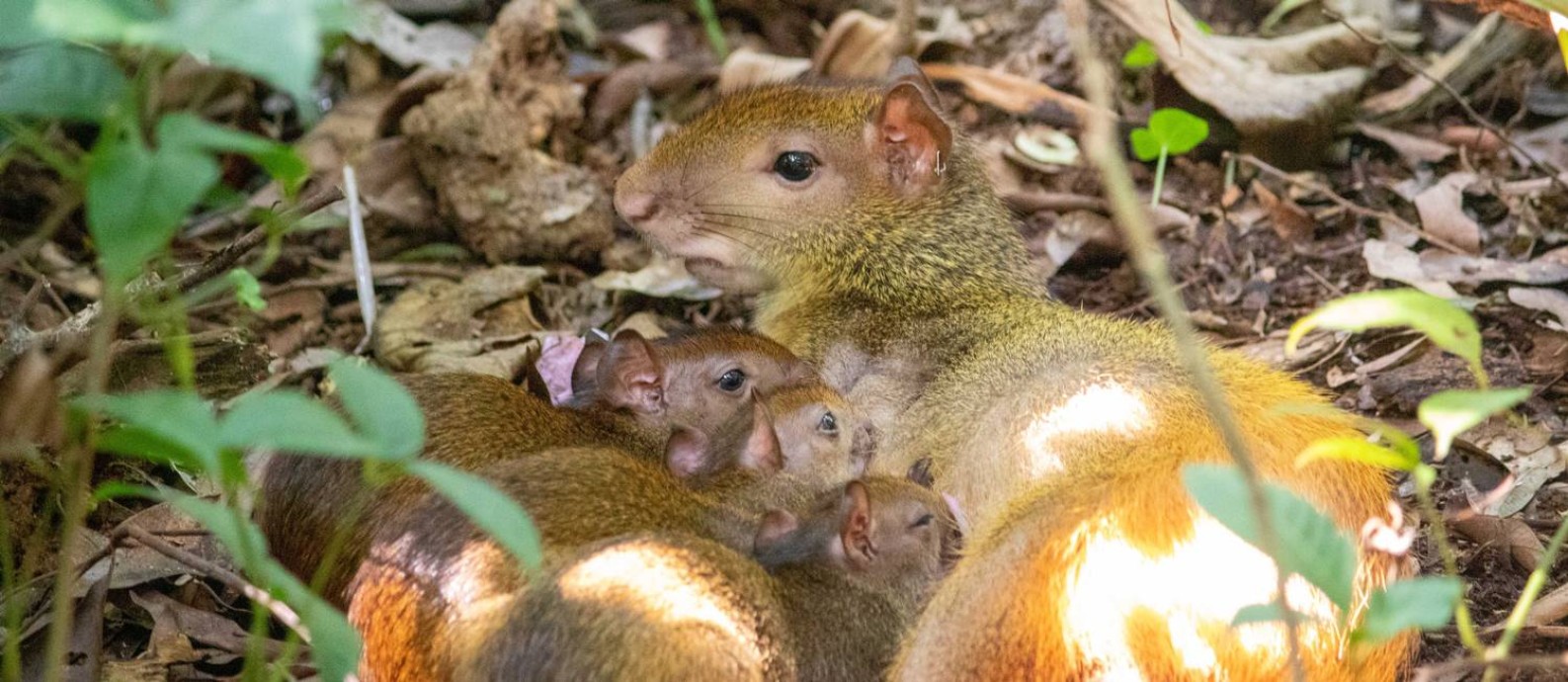 Em Dez Anos Projeto Refauna Tem Programa Bem Sucedido De Reintrodu O De Animais No Parque Da