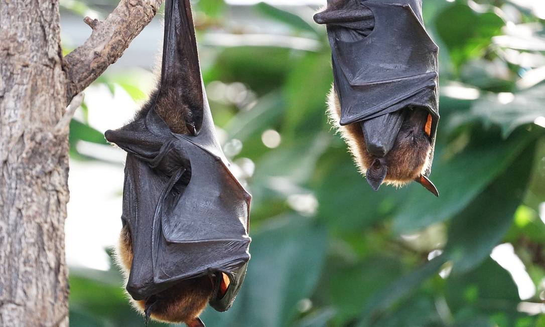 Morcegos dormindo. Foto: Pixabay