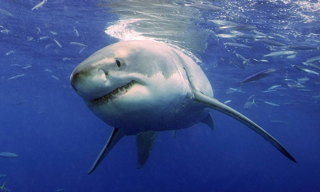 Tubarão branco busca presa em Guadalupe, no México Foto: Neil Hammerschlag / AP