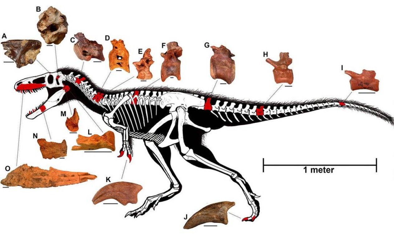 Estudo revela que bebê de Tiranossauro rex tinha tamanho de um